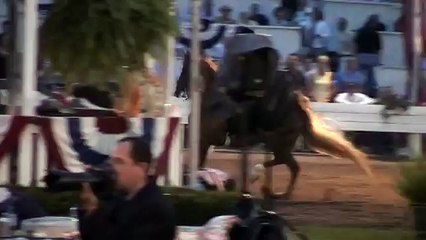 MANY PEARLS Five Gaited American Saddlebred