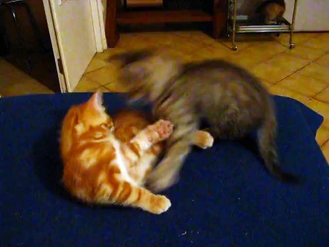 7e semaine : les chatons font leurs premiers pas dehors.