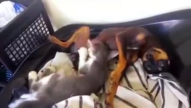 Собачья жизнь ПРИКОЛ