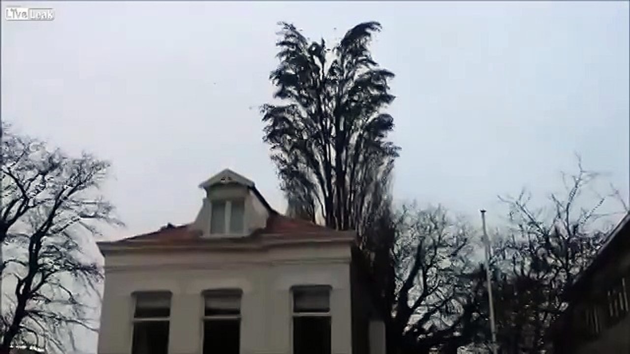 Living Tree/Живое дерево