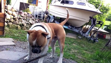 American Bulldog Hartmut Typ Bully