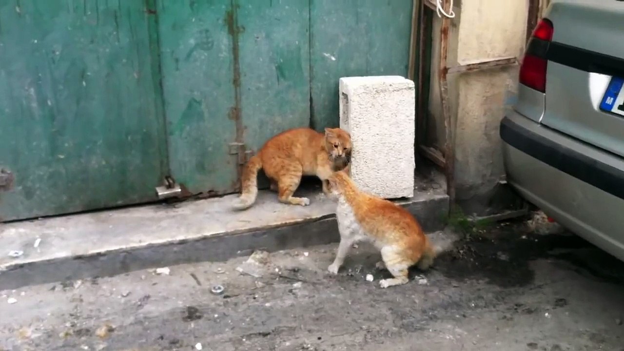 Most vicious cat fight you will see!