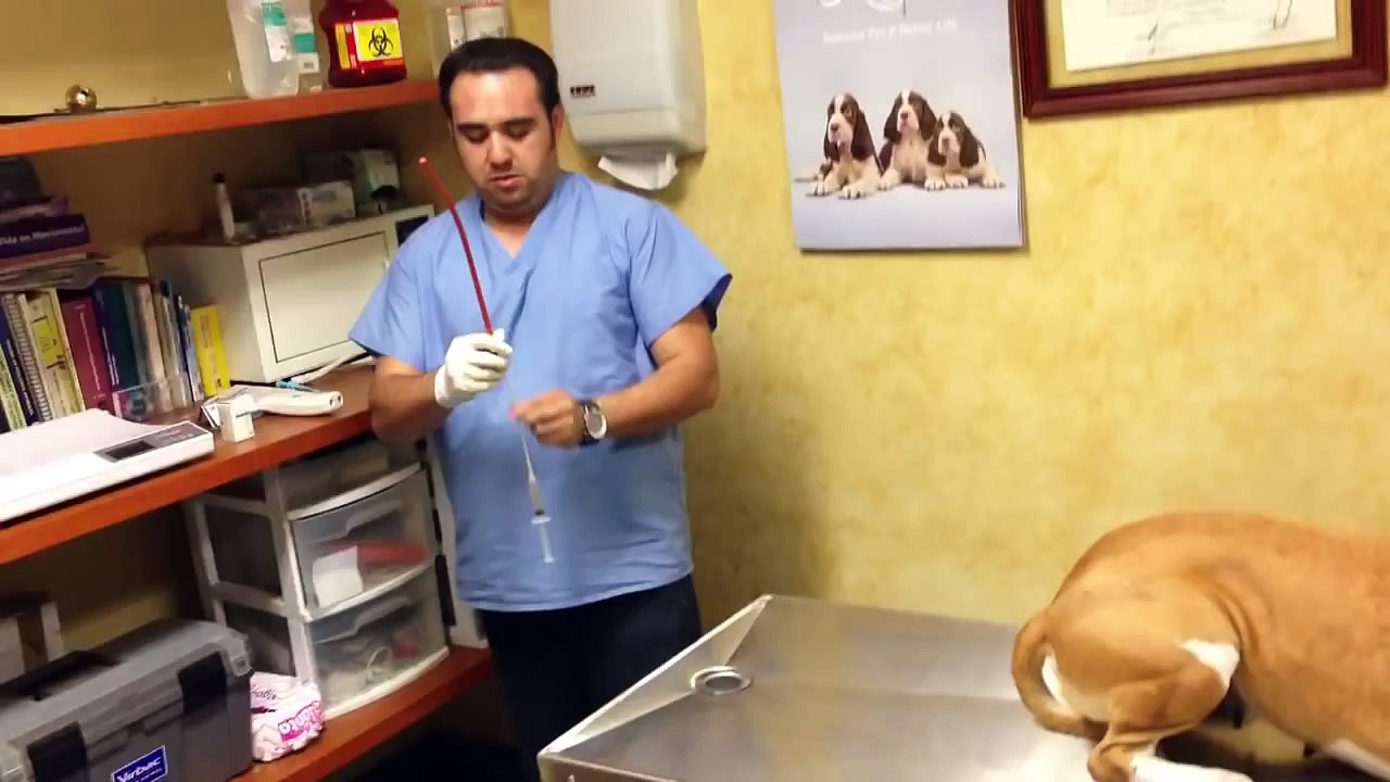 Inseminacion Artificial de perros