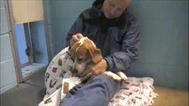 Beagles Rescued from Research Lab ***(Video by shelter volunteer Louise M. Denecke)