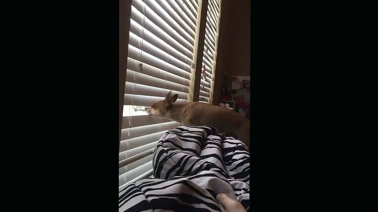 Funny DOG