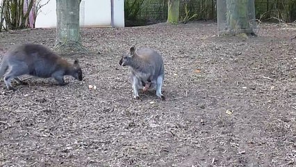 Albino Red Necked Wallaby joey at Linton Zoo