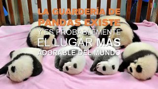 Así son las guarderías de pandas para proteger la especie