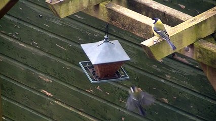 Birds eating peanuts