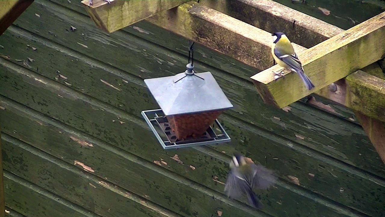 Birds eating peanuts