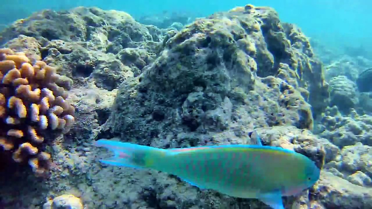 [Cowcot TV] Hanauma Bay Hawaii avec LDLC Touch C1