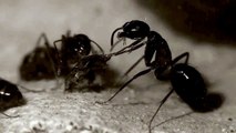 Camponotus ligniperdus (Braunschwarze Rossameise) - Carpenter Ant feed in 1080p FullHD