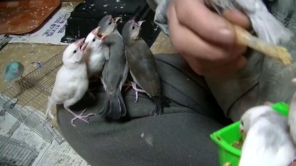 福岡県手乗りインコ小鳥販売店ペットミッキン　手乗り文鳥のヒナ軍団　福岡市　小倉　八幡　行橋市　佐賀市