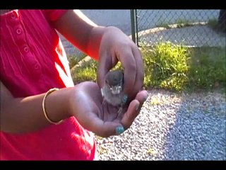 Life of A Baby Sparrow