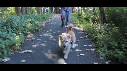 Es war einmal ein Hund... (Flycam Nano - EOS 550D)