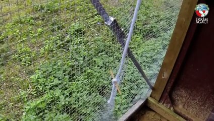 Karganın Şaşırtan Zekası