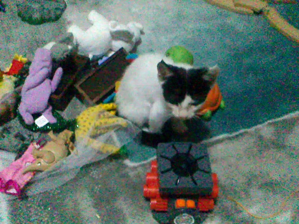 Cat vs Fan