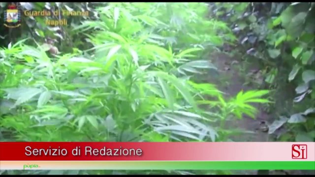Napoli - Droga, allarme Amnèsia : tre giovani con danni gravissimi al cervello (27.07.15)