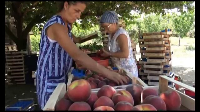 Campania - La raccolta di pesche in crisi, allarme della Coldiretti (18.07.15)