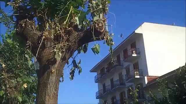 Aversa (CE) - Residui di potatura lasciati in strada, intervengono i vigili (01.07.15)