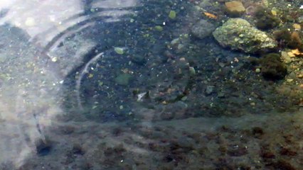 pesciolino che fa il girotondo (innamorato o ubriaco?)