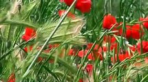 Poppies - Papaveri nel Vento