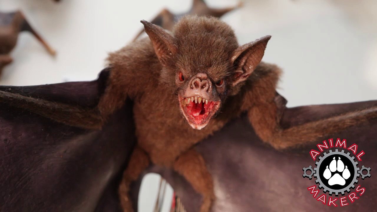 Animatronic Vampire Bat by Animal Makers