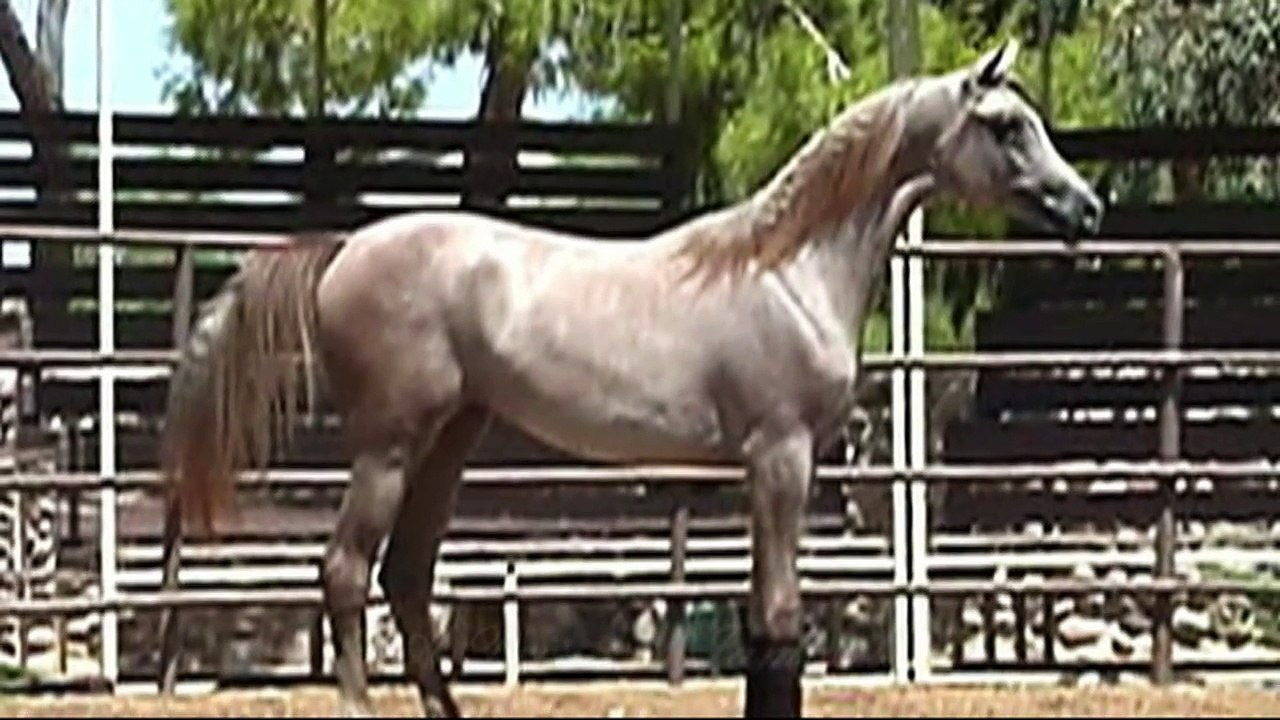 Arabian Horse: RA Princess Jamal