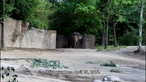 Baby Asian elephant 