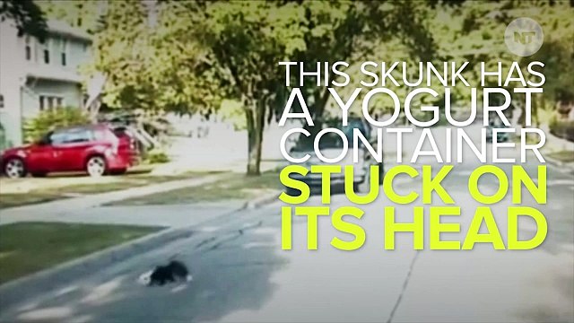 Brave Cop Risks Getting Sprayed To Help A Baby Skunk