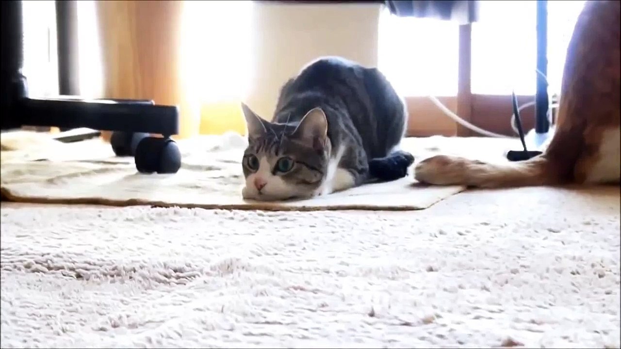 "Ohagi" The Wiggle Cat