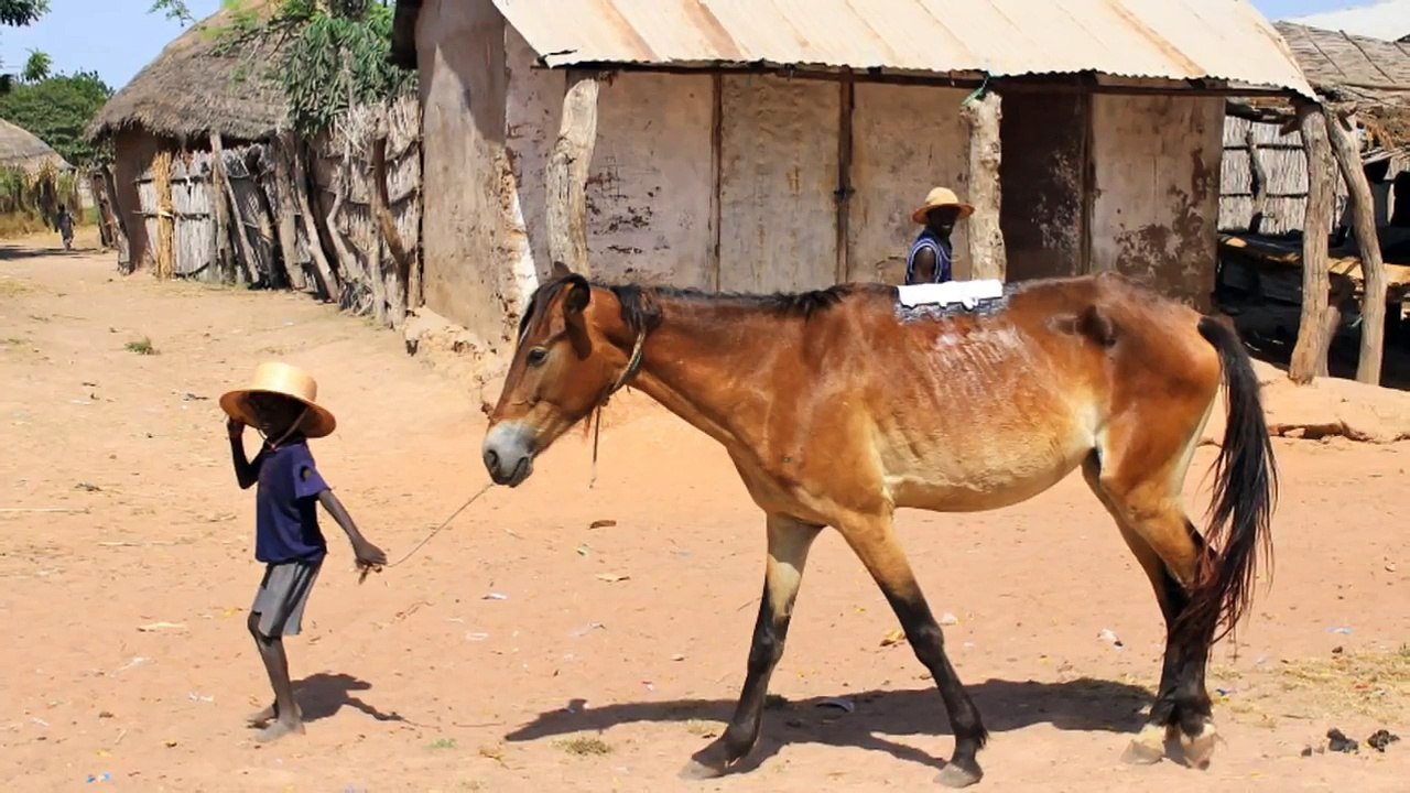 Gambia Horse and Donkey Trust 10 Years of Acheivements