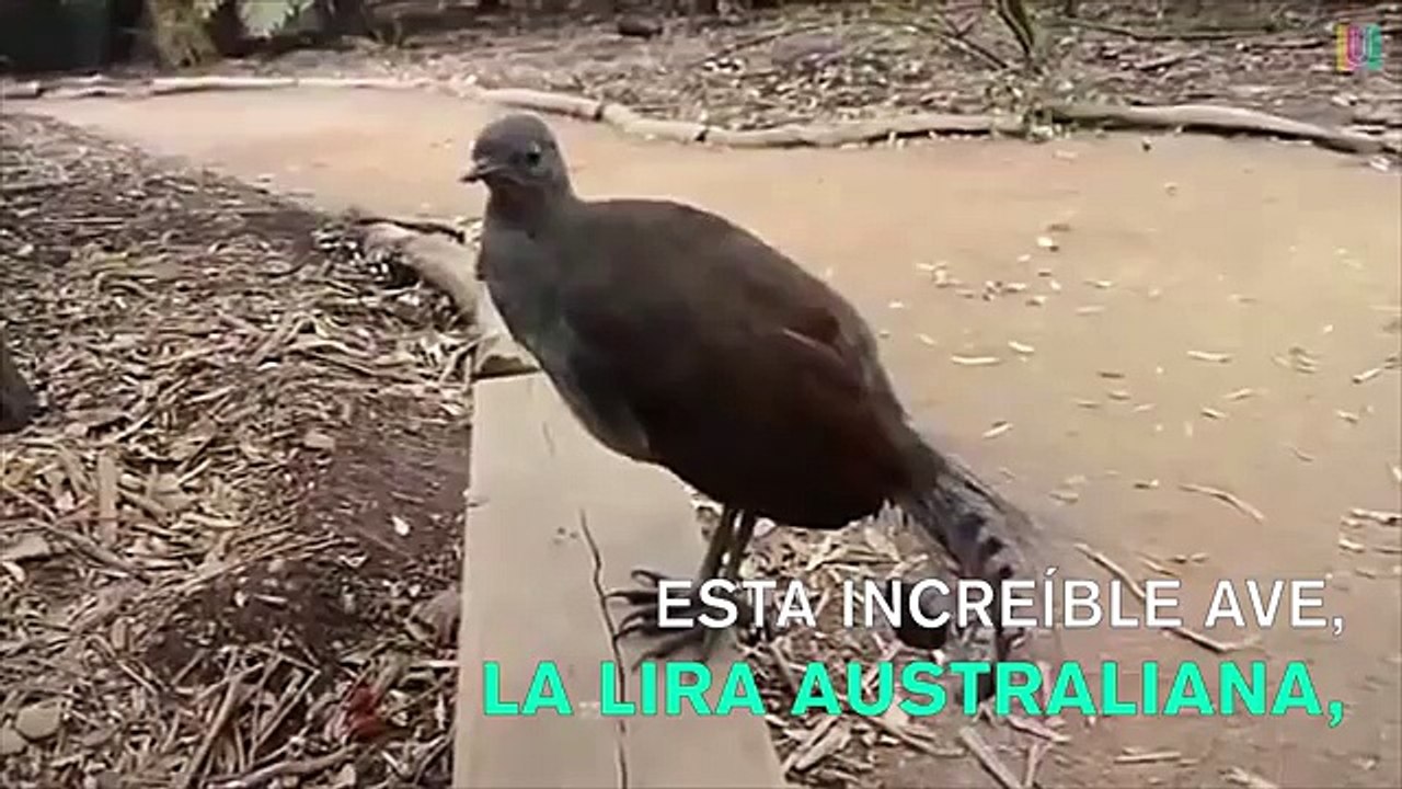 Este es el pájaro que imita todos los sonidos de Star Wars