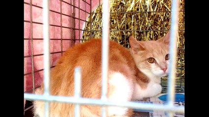 Cat hoarder - 50 cats rescued