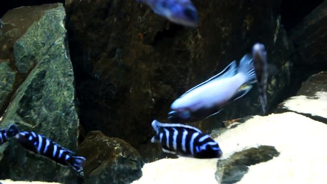 Pseudotropheus Demasoni 'Pombo Rocks' Territorial Male 1080 HD