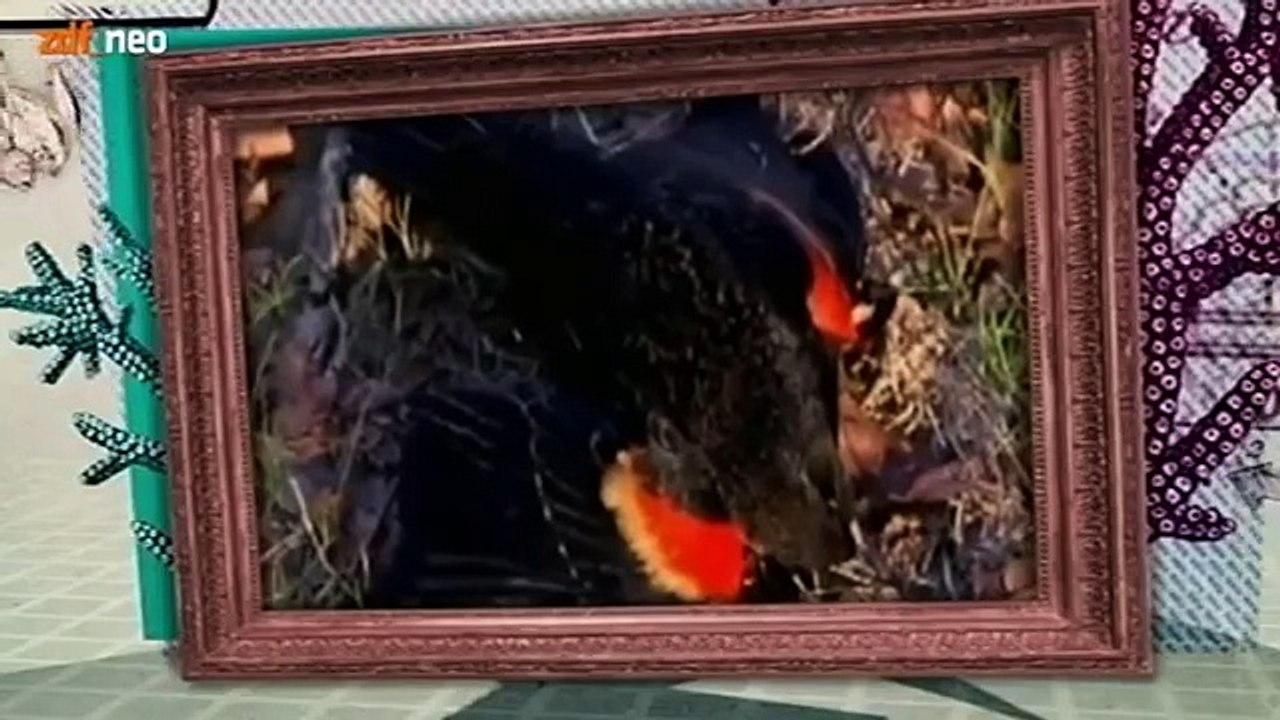 Verrückte Natur - Dokumentation ZDF Teil 2