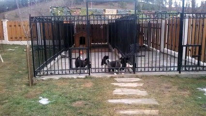 American akita pups 2 months old