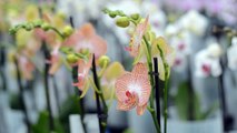 WPS: 3D Smart Scan telt het aantal knoppen van een orchidee
