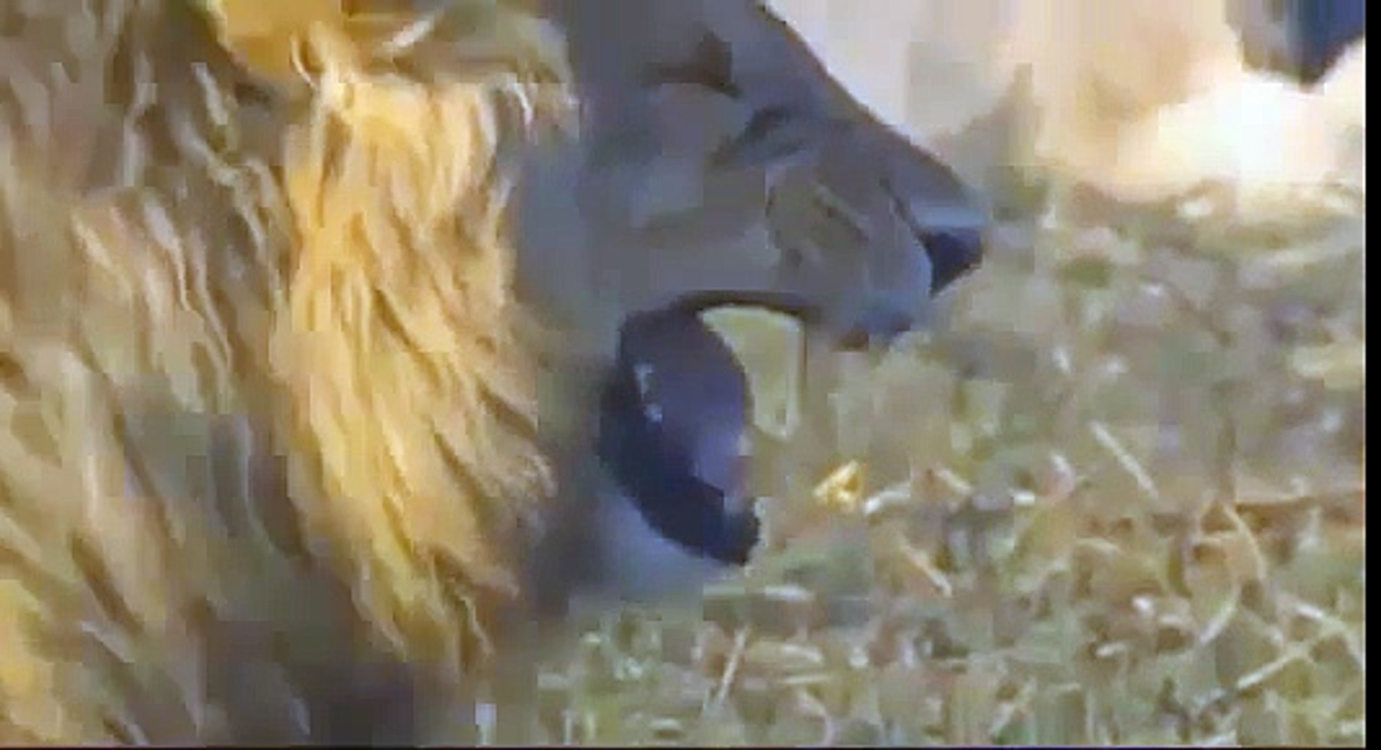 Lion vs Female Lion , Lion attack brutal  animal documentary