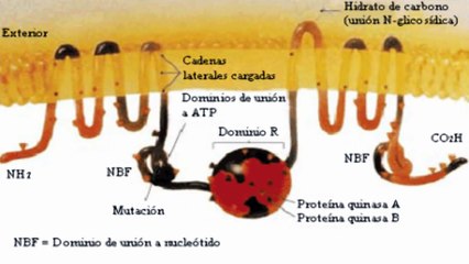 Fibrosis quística
