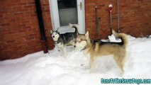 Beautiful Huskies Playing in the Snow!