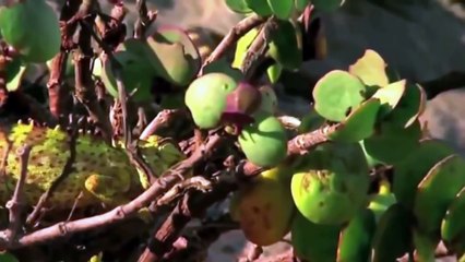 Cobra vs Chameleon - Latest Wildlife Sightings  #ANIMAL ATTACK HD