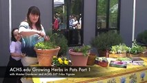 ACHS.edu Growing Herbs in Pots 1