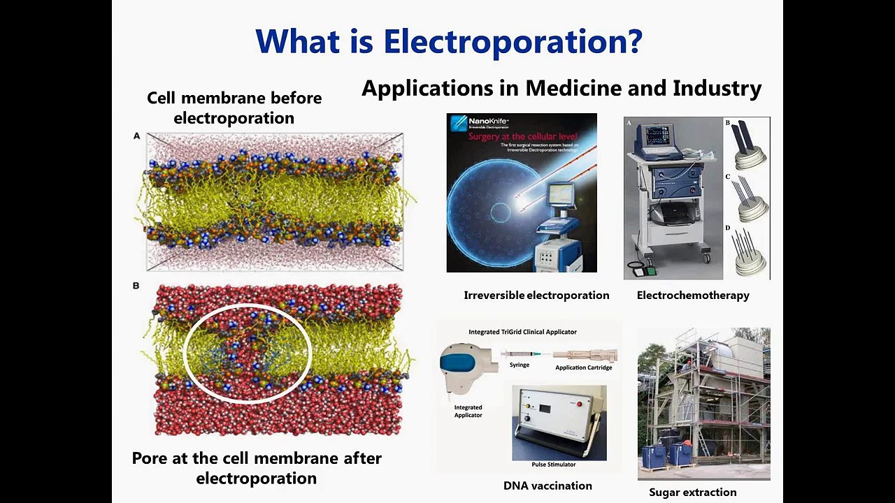 Pulsed electric fields for burn wound disinfection: QuickField simulation