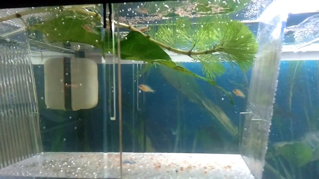 Malawi Golden Fry, Golden Malawi yngel