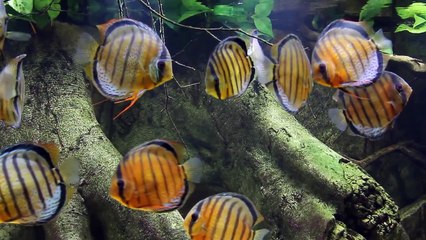 Wild Discus Aquarium - Jutai Green - Symphysodon tarzoo