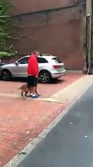 Perfectly trained by his master, attack dog obeys to the second