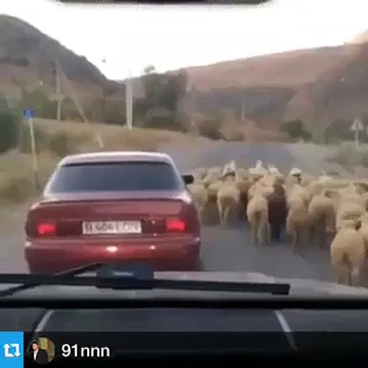Sheep Caught By Funny Car Driver