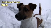Jack Russell Terrier playing