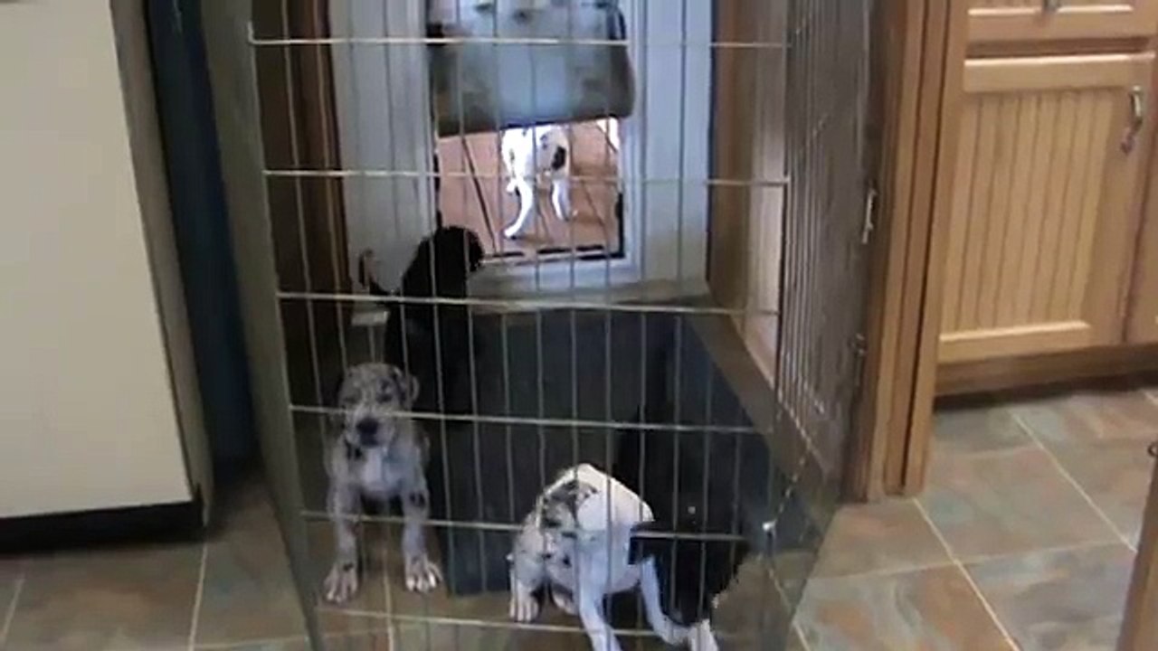 Micah's Pups @ 6 wks
