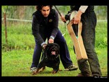 Rottweiler Morrys Del Tridente Dello Stretto.wmv